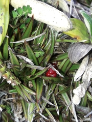 Astelia linearis