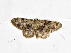 Idaea fumilinea