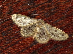 Idaea fumilinea