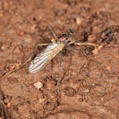 Hydrophorinae