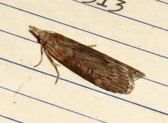 Lamoria adaptella