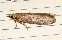 Lamoria adaptella