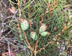 Hakea mitchellii