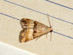 Pseudozarba opella