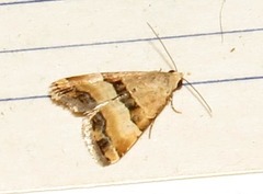 Pseudozarba opella