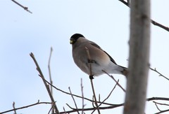 Pyrrhula pyrrhula cassinii