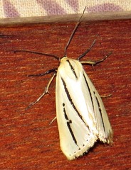 Grammarctia bilinea