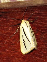 Grammarctia bilinea