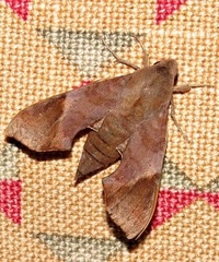 Temnora marginata