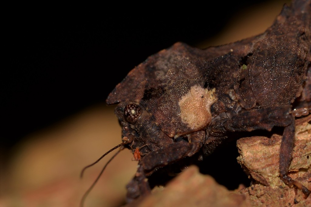 Angled Australian Barkhopper