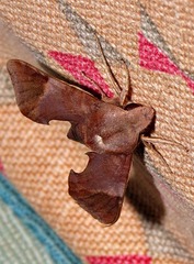 Temnora marginata