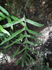 Microsorum novae-zealandiae