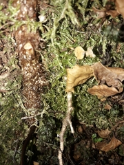 Microsorum novae-zealandiae