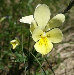 Viola lutea sudetica
