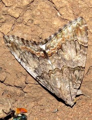 Achaea catella