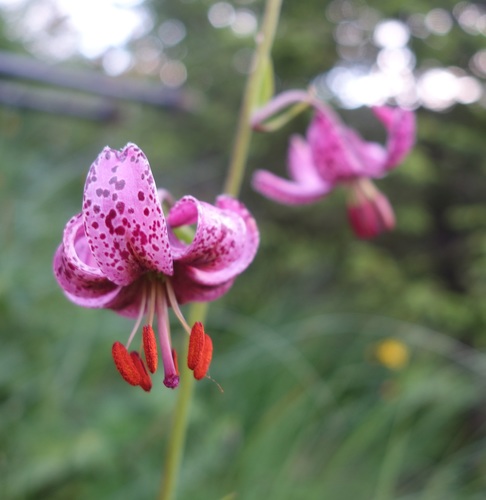 Ľalia zlatohlavá (Lilium martagon)