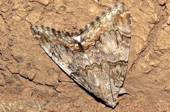 Achaea catella