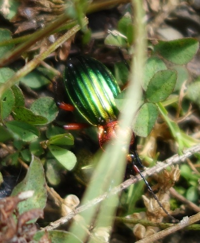 bystruška zlatá (Carabus auronitens)