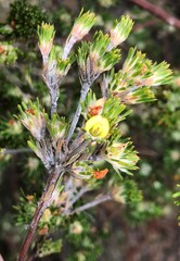 Phyllota pleurandroides