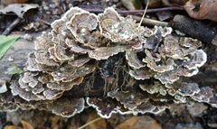 Trametes versicolor
