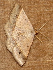 Isturgia deerraria