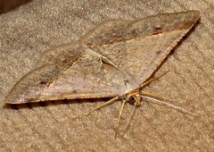 Isturgia deerraria