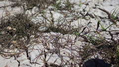 Amphibromus fluitans