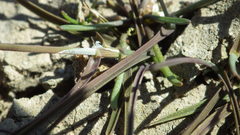 Amphibromus fluitans