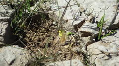 Amphibromus fluitans