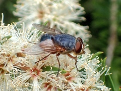Calliphora augur
