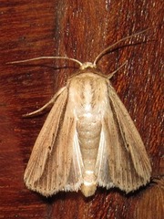 Mythimna tacuna