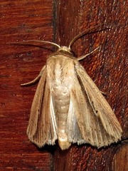 Mythimna tacuna