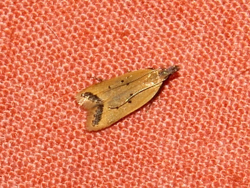 Dichomeris impigra