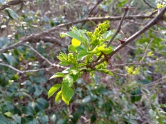 Zanthoxylum simulans