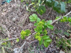 Zanthoxylum simulans