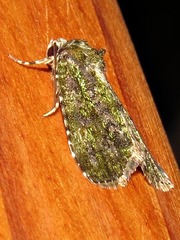 Iambia melanochlora