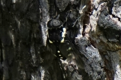 Triclista guttata