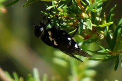 Triclista guttata