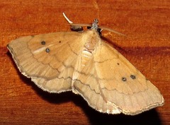 Disticta atava