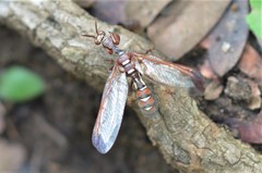 Pseudoclimaciella