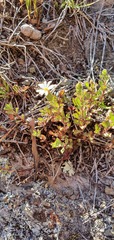 Vittadinia australis