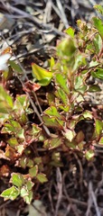 Vittadinia australis