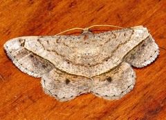 Chiasmia streniata streniata