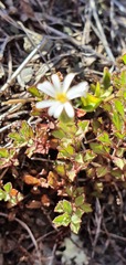 Vittadinia australis