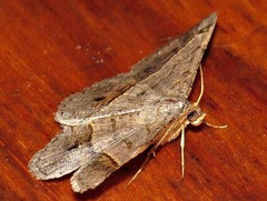 Chiasmia streniata streniata