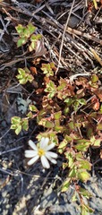 Vittadinia australis