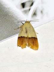 Odites natalensis