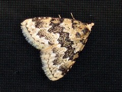 Tegiapa larentiodes