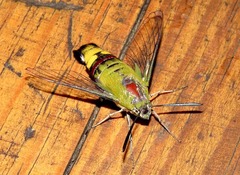 Cephonodes hylas virescens