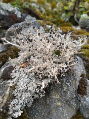 Stereocaulon colensoi